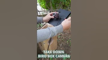 Enjoy BIRD WATCHING with Bird Feeder--- How to Use Bird Feeder Camera