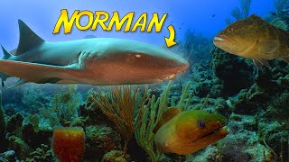 The Search for Norman the Friendly Nurse Shark in Belize!