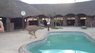 Kudu jumps over swimming pool. African wild dogs hunting