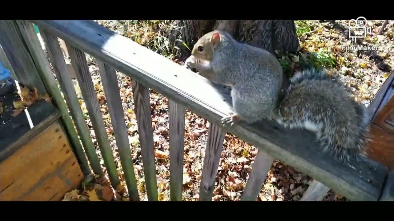 Meeting new squirrels. YouTube