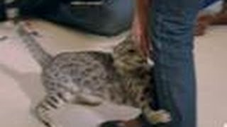 Cat Attack! | My Cat From Hell