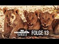 Destination Namibia 🐆 13 - Löwenbabys auf Ongava! 📷 Reisefotografie Doku - Krolop&Gerst
