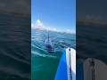 Insane Orca Encounter #killerwhales #shorts