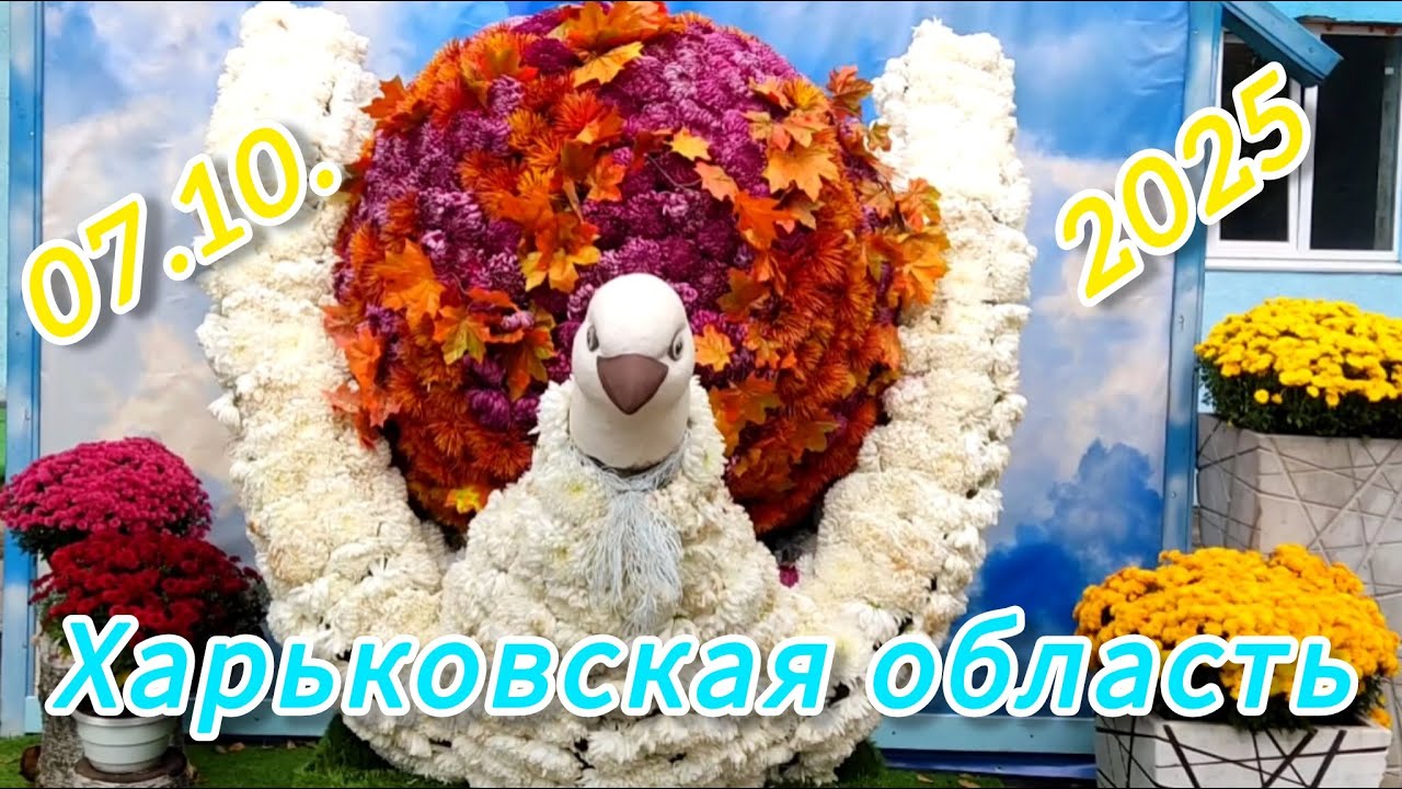 ДАЖЕ СРЕДИ РУИН ЦВЕТЁМ!!!🌷💙💛 БАЛ ХРИЗАНТЕМ 2025 в ФЕЛЬДМАН ЭКОПАРК!🌺🏵️🌸
