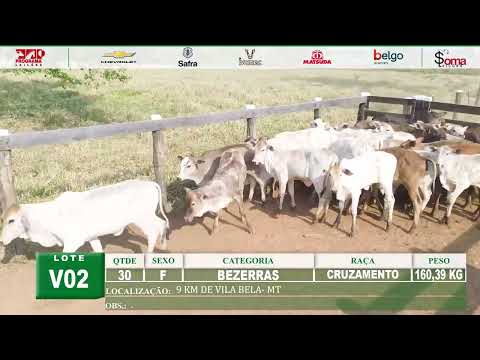 LOTE V02