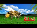 صوت النحلة Bee Sound 
