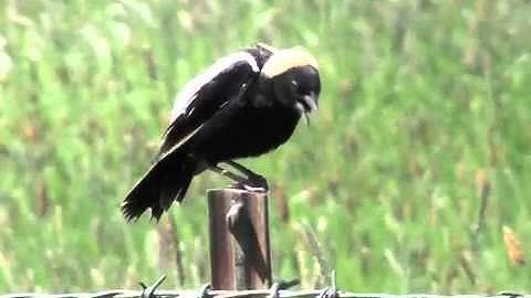 Bobolink-Richland, OR-060311.mp4