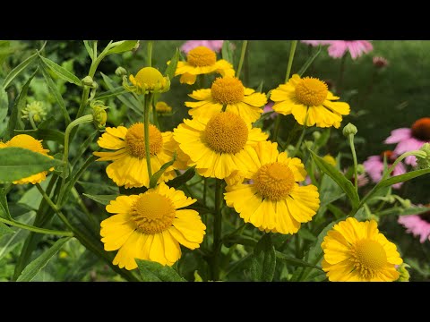 ቪዲዮ: Sneezeweed በጓሮዎች ውስጥ ይጠቀማል - ስለ ማስነጠስ እፅዋትን ስለማሳደግ መረጃ