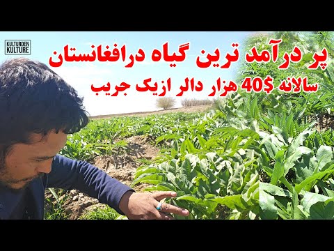 کشت هنگ یا انغوزه درکنارکانال قوشتپه ازیک جریب زمین 40هزاردالرعاید کنید زراعت در قوشتتپه