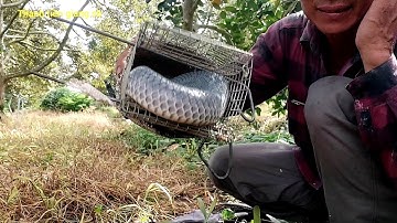 Thăm Bẫy Rắn Tập 48 Đặt Cái Bẫy Rằn Ngay Hang Dính Con Rắn Quá Đã #thanhtiềngiangsb