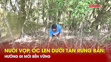 Nuôi vọp, ốc len dưới tán rừng bần: hướng đi mới bền vững | NNST