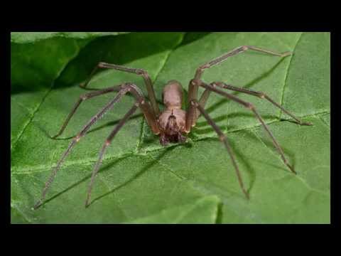 Коричневый паук отшельник