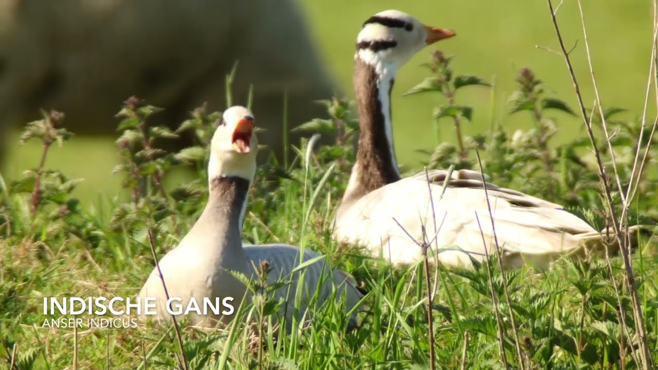 Indische gans - De Bergjes - Vilsteren / Digiscoping Bar-headed Goose