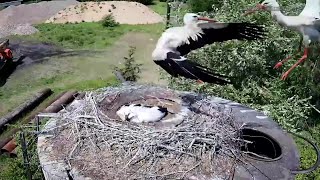 A stranger drives a mother stork out of the nest~2023-07-02~Stork&#39;s nest in Russia