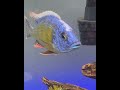 Mr Alpha #africancichlids #fishaquarium #fishtank #blueneon
