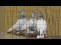 Будапештские голуби.Светлое направление-спорт