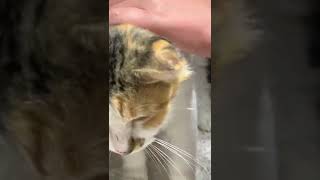 Fiona the Calico Maine Coon mix Stunner by Brooklyn Animal Action 45 views 1 year ago 1 minute, 9 seconds