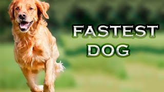 Top 10 Fastest Dogs In The World 2016