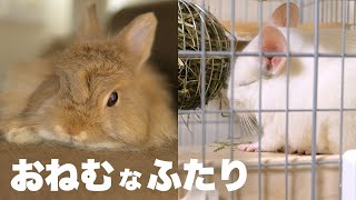 睡魔と戦うチンチラと闘わないうさぎNo.285