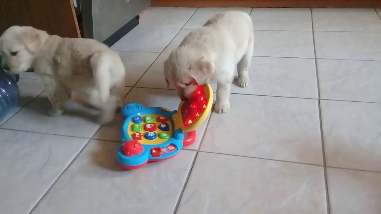 Eden Kennels Puppy Chaos in the Kitchen YouTube