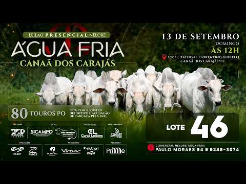 LOTE 46
