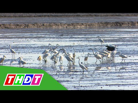 Video Đồng Tháp: Hàng ngàn con cò trên cánh đồng lúa Đông... - youtube