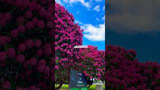 Rhododendron 🌸#shorts #ytshorts #viral #fypシ #song