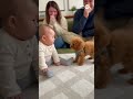 🎉 100,000 Views! 🎉子犬に怒られる赤ちゃん👶 | #shorts #animals #baby