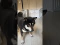 柴犬はこんなにも運動神経がいいんです！！　#しばいぬ #pets #柴犬