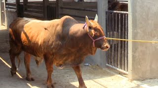 ¡¡ES UN TORO GIGANTE!! Rancho San Agustin En Tlacotepec Morelos 2021