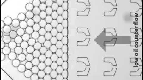 Dynamics of counterion-induced attraction between vimentin filaments followed in microfluidic drops