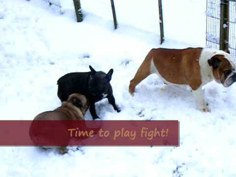 French Bulldogs & English Bulldog Frolicking in the Snow!