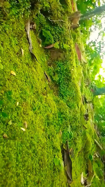 lumut kebun yang hijau