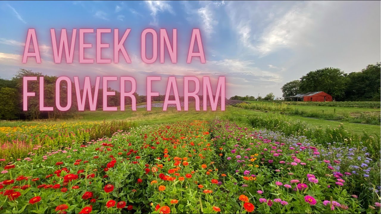 Жизнь на цветочной ферме | Часть 2 | Ферма Пеппер-Харроу