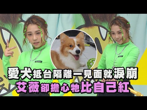 【I】愛犬抵台隔離一見面就淚崩 艾薇卻擔心牠比自己紅