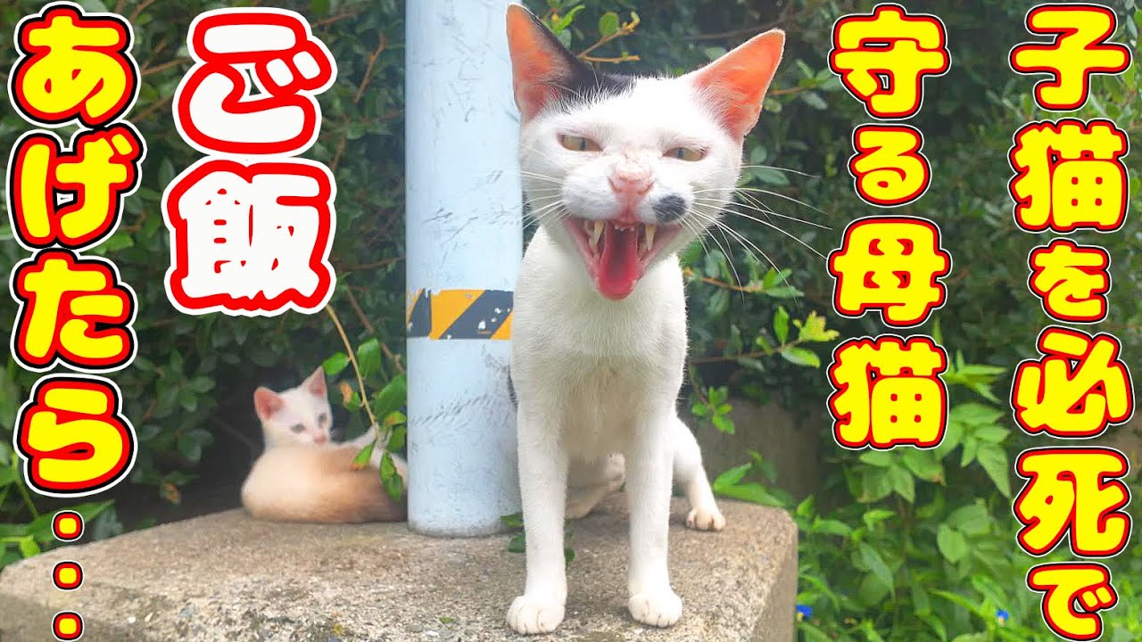 If you feed a mother cat who is desperately protecting her