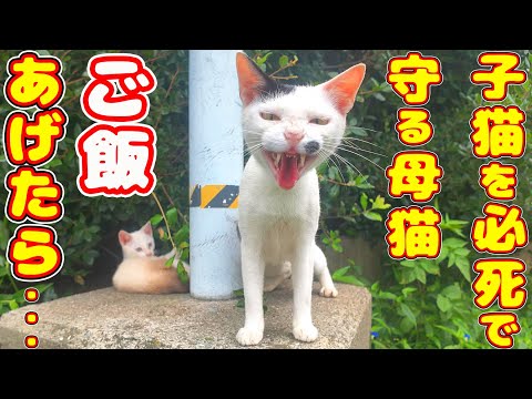 If you feed a mother cat who is desperately protecting her