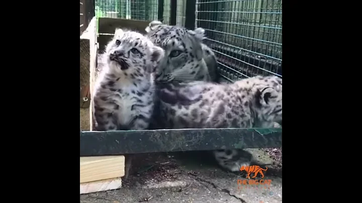 Snow Leopard Cub Squeaks Are Beyond Cute - DayDayNews