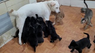 12 Hungry Baby Puppies are Waiting for Mother Dog BreastFeeding