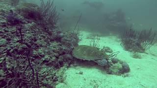 Diving in Musandam