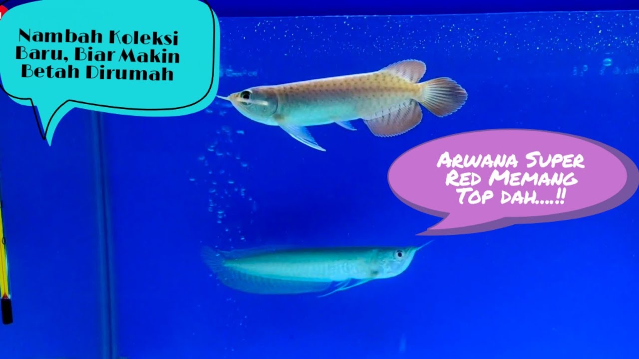 Beli Ikan Arwana Super Red dan Silver