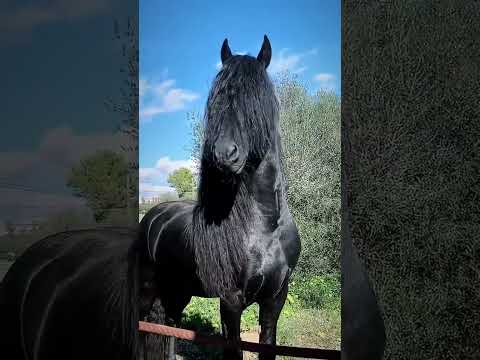 الشام غزة قران بلادالشام الخيل الخيل العربيه  خيل نشر القرآن الاسلام نشر الاسلام