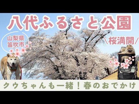 【山梨県笛吹市】桜の名所・八代ふるさと公園｜柴犬さくらとクウちゃんと満開の桜お花見散歩