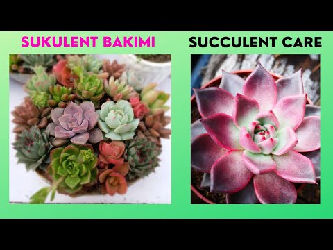 Video: Lewisia kotiledonu necə yetişdirilir?