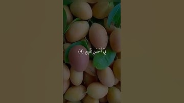 احمد العجمي || سورة التين