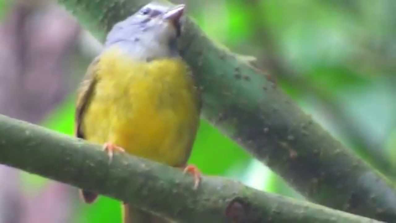 endemic, White-lored Warbler, Myiothlypis conspicillata, Sierra Nevada