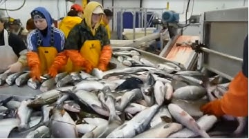 Modern Ship Fishing Big Fish Catch - On Board Automatic Fish Processing Line