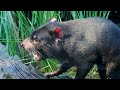 Tasmanian Devil Keeper Talk at Taronga Zoo Sydney