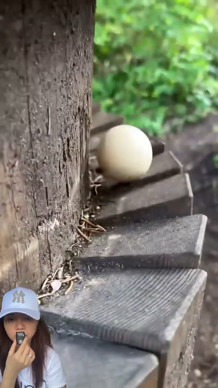 LUNCURIN BOLA DI LINTASAN KAYU MASUK GAK YA ⁉️#shorts #funny #dubbing