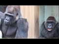 発情期に期待❓次の赤ちゃんを予感させる夫婦の距離感⭐️ゴリラ Gorilla【京都市動物園】Next baby? Momotaro and Genki spend more time together